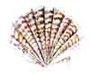 Coquille