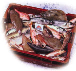 Caisse rouge de poissons